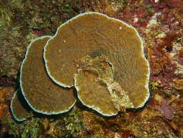 Fragile Saucer Coral IMG 4413